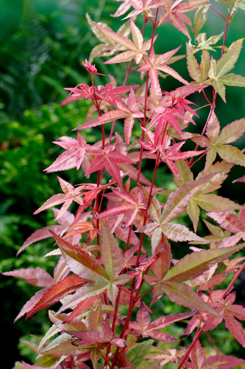Acer palmatum 'Shin Deshojo' - Érable du Japon
