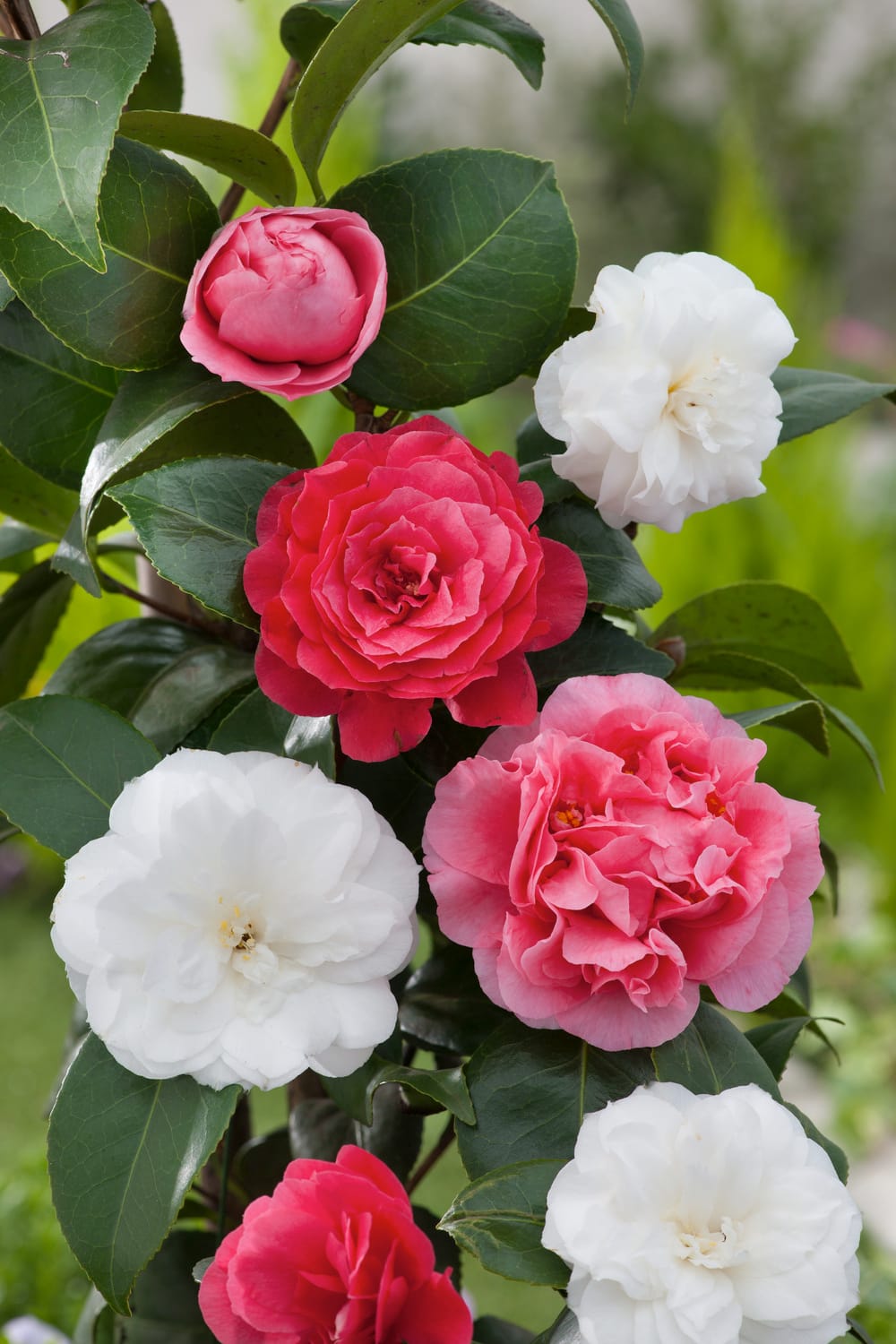 Camellia japonica 'Dahlohnega' - Camlia du Japon - Pot de 20 litres -  Jardiland