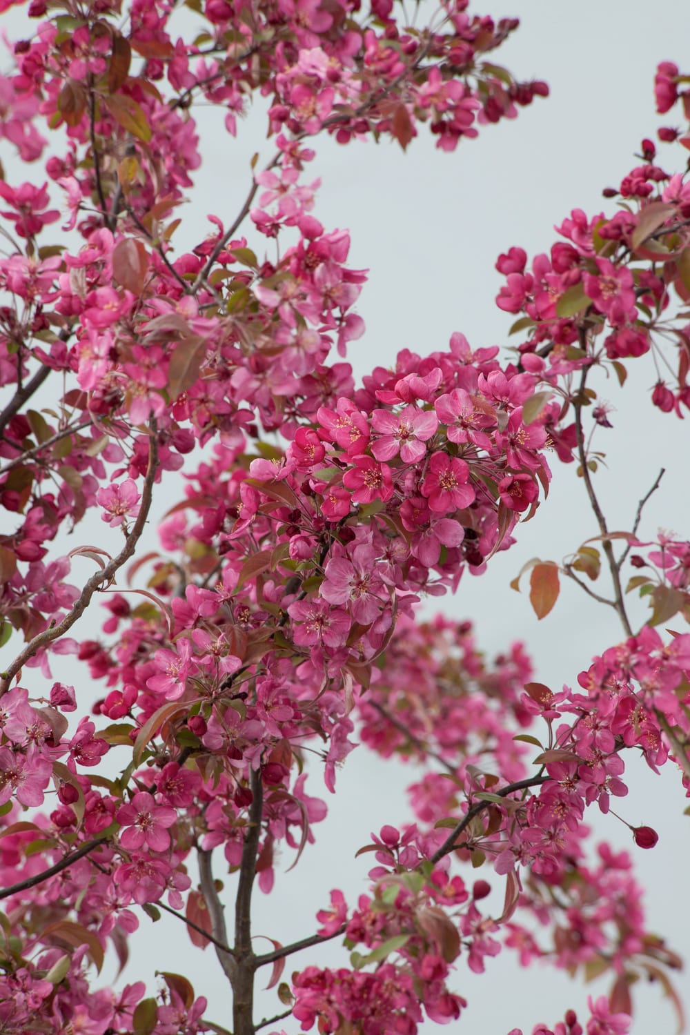 Malus 'Coccinella' - Pommier d'ornement