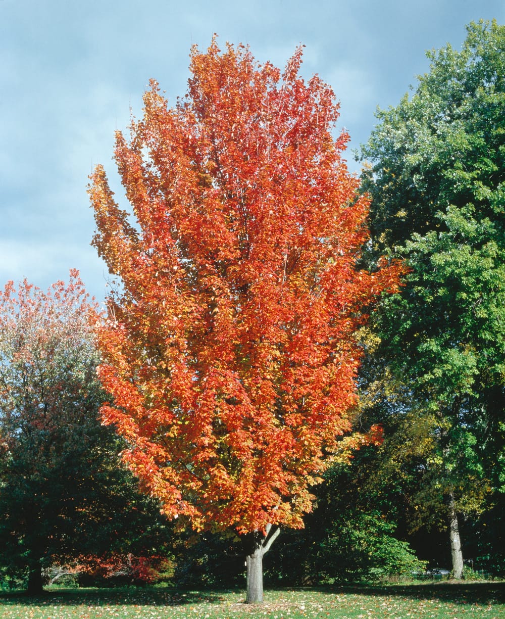 Acer 'Pacific Sunset' - Érable 'Pacific Sunset'