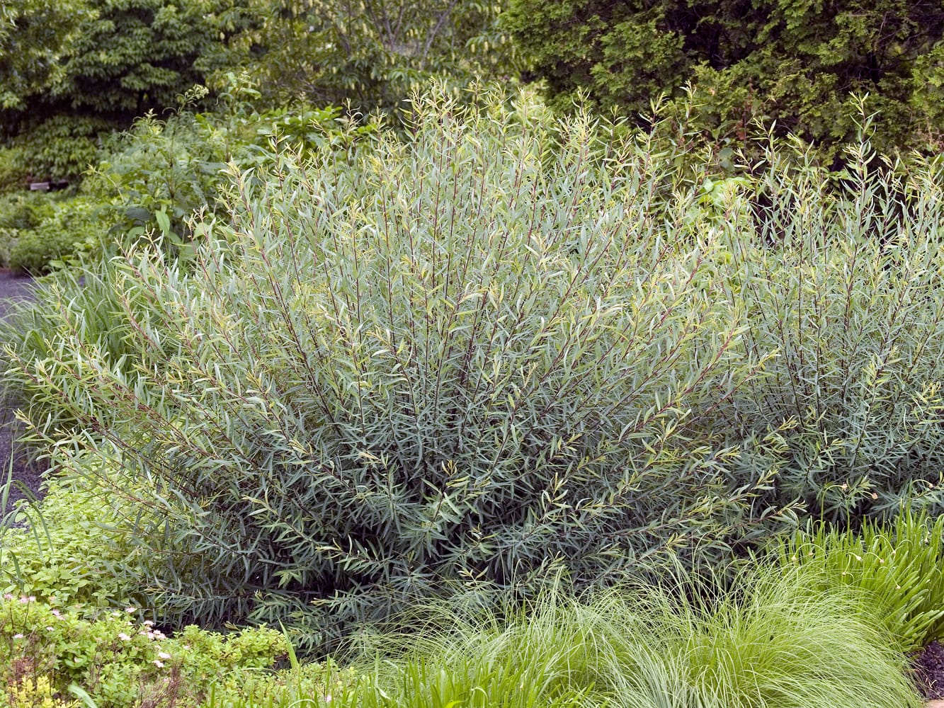 Salix purpurea 'Nana' - Saule pourpre nain