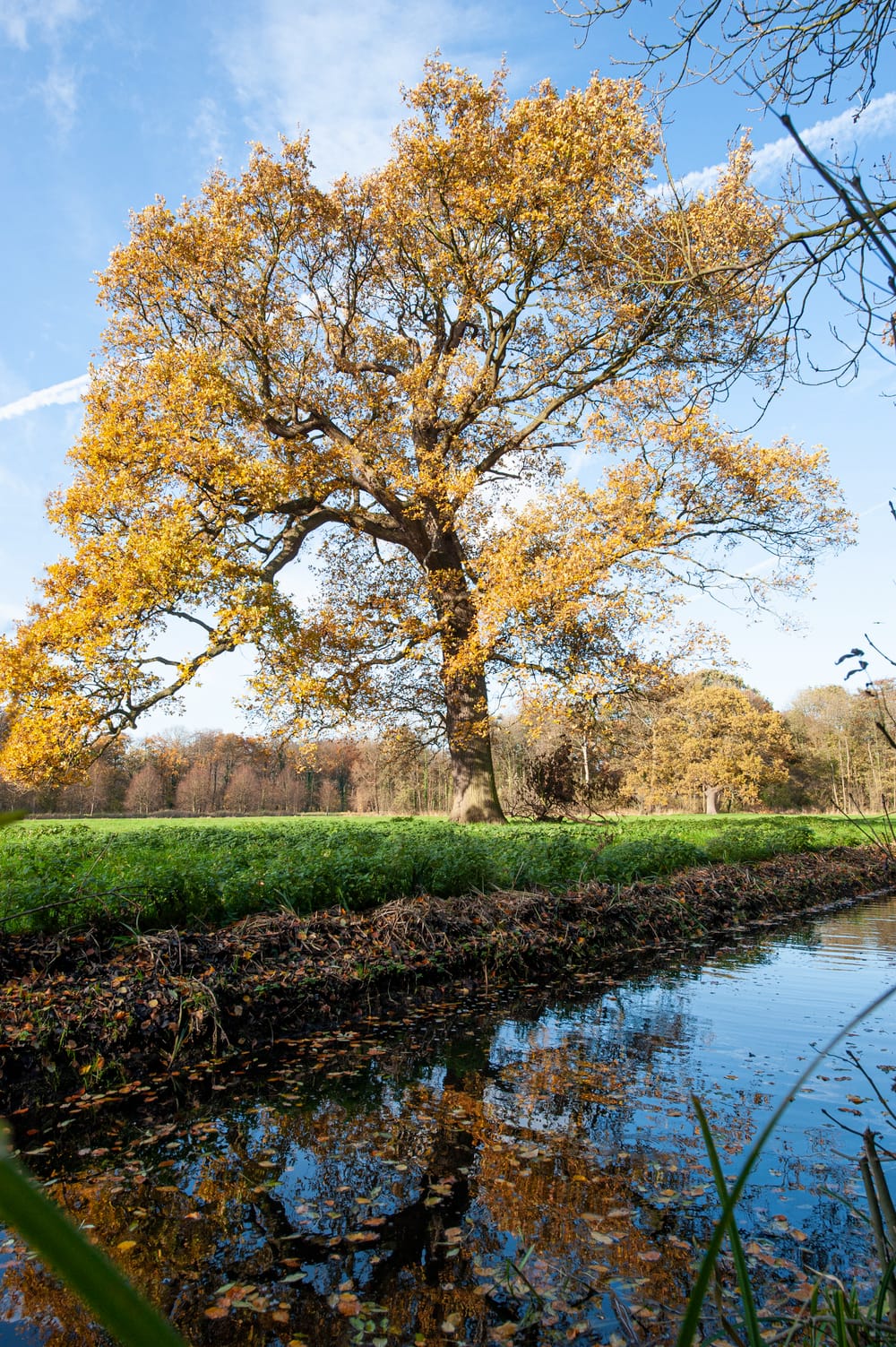 Quercus robur 'Pedunculata' - Chêne pédonculé