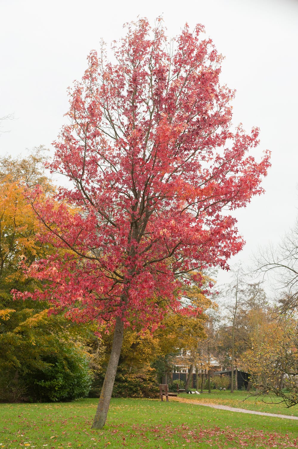 Liquidambar formosana - Copalme d'Amérique