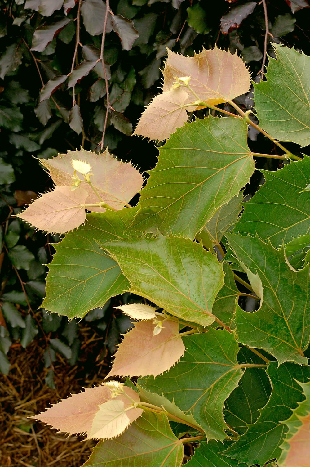 Tilia henryana - Tilleul de Henry