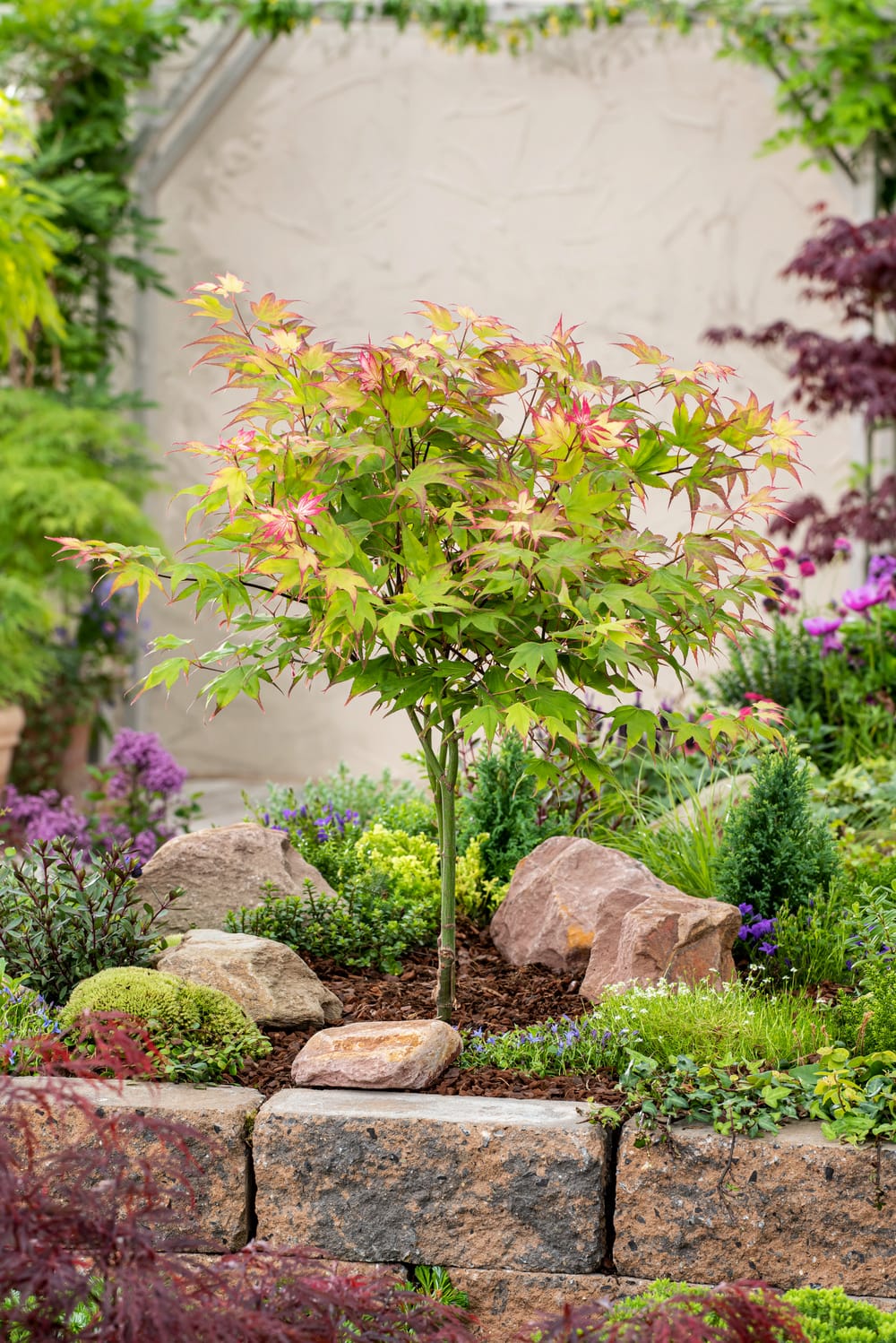 Acer palmatum 'Ueno-Yama' - Érable du Japon
