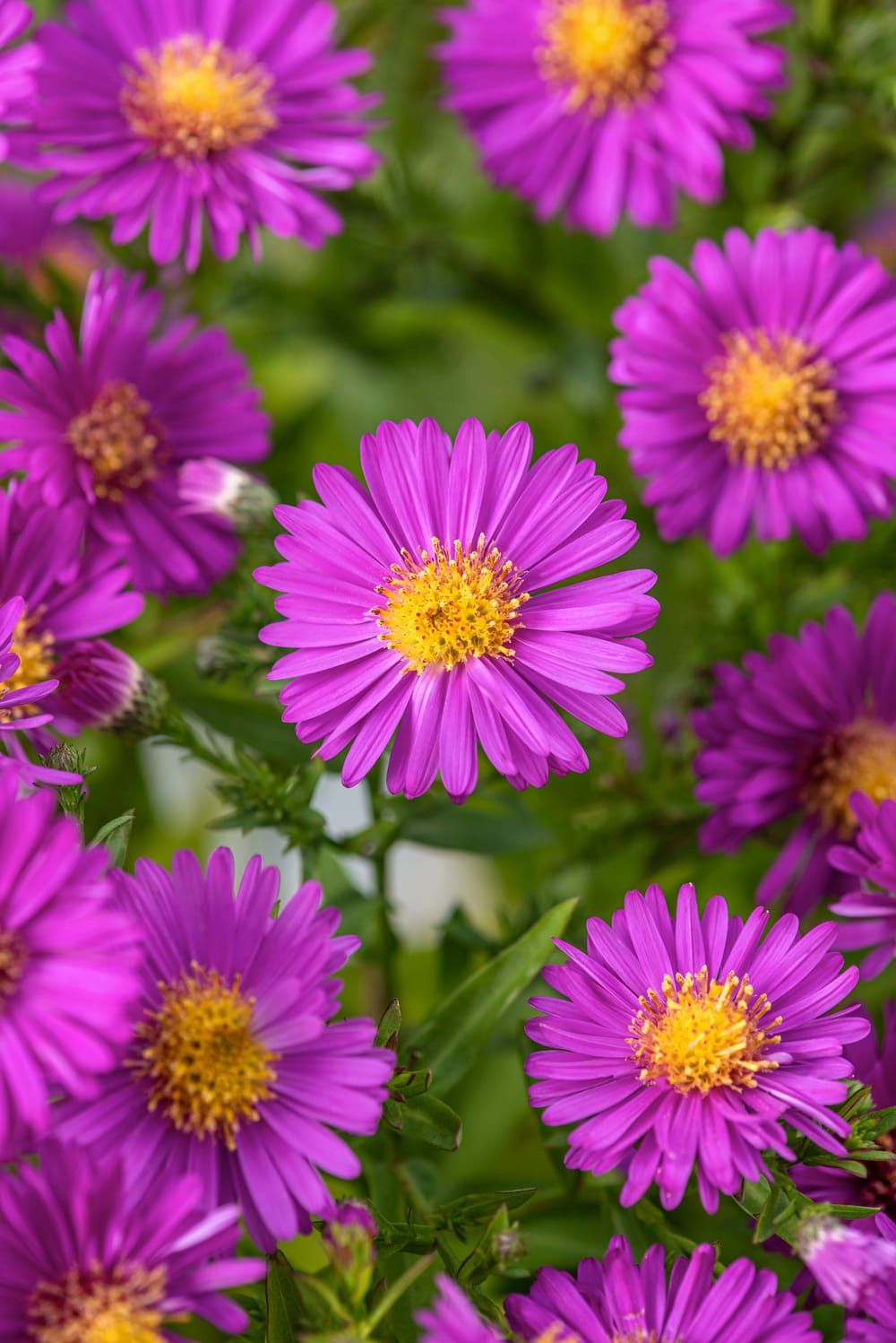 Aster novi-belgii 'Jenny'