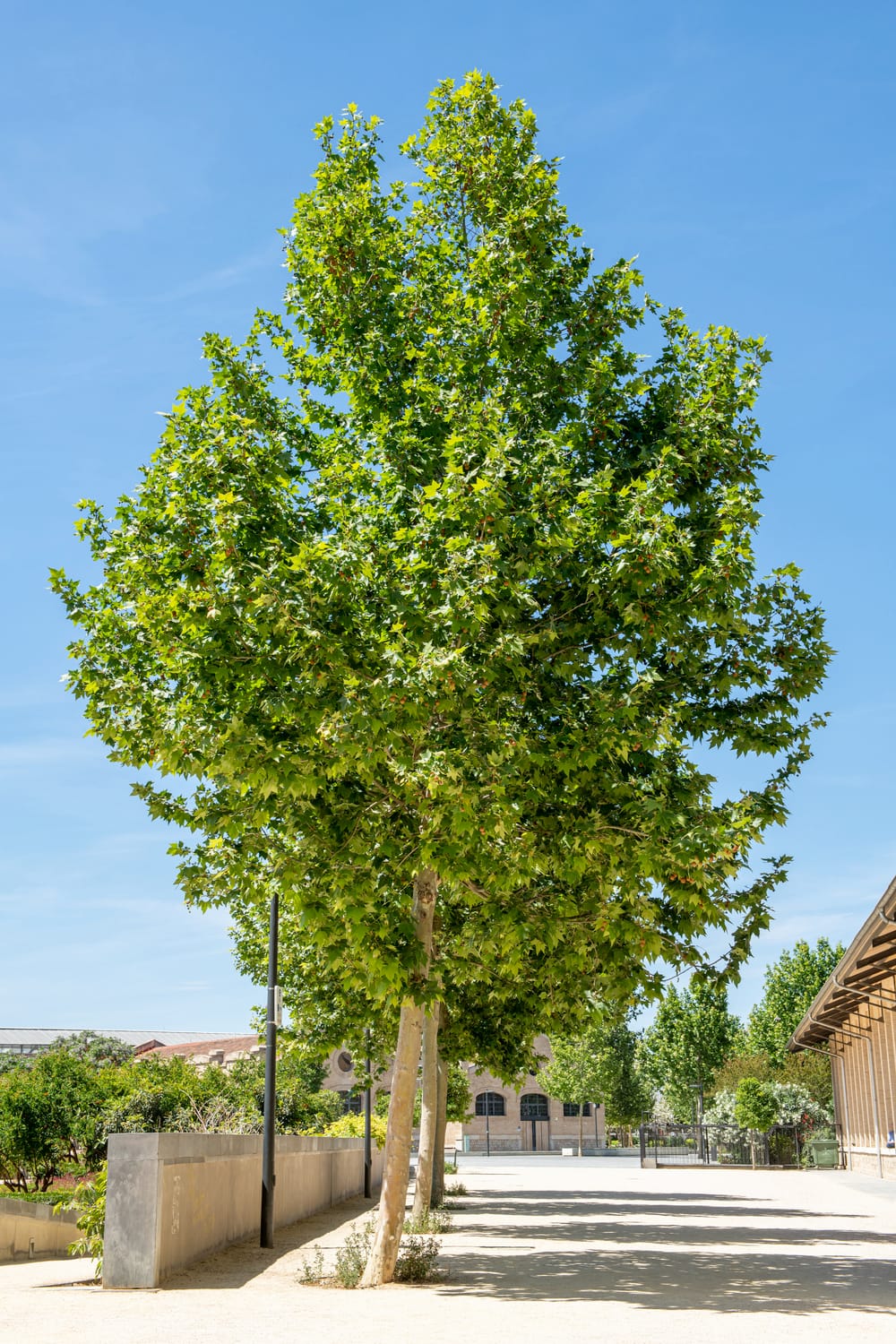 Platanus hispanica - Platane d'Espagne