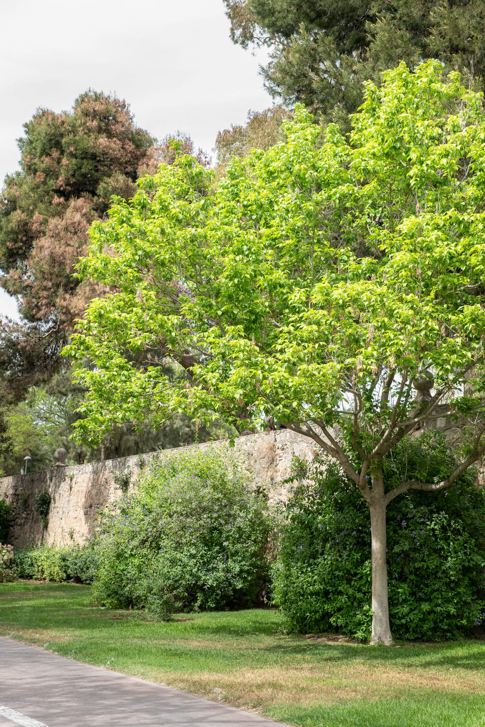 Acer negundo - Érable à feuilles de frêne