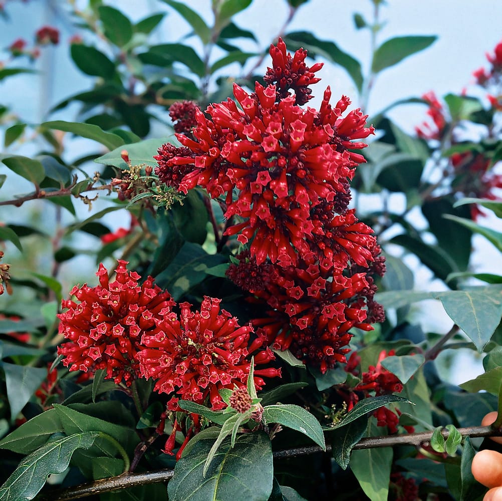 Cestrum elegans