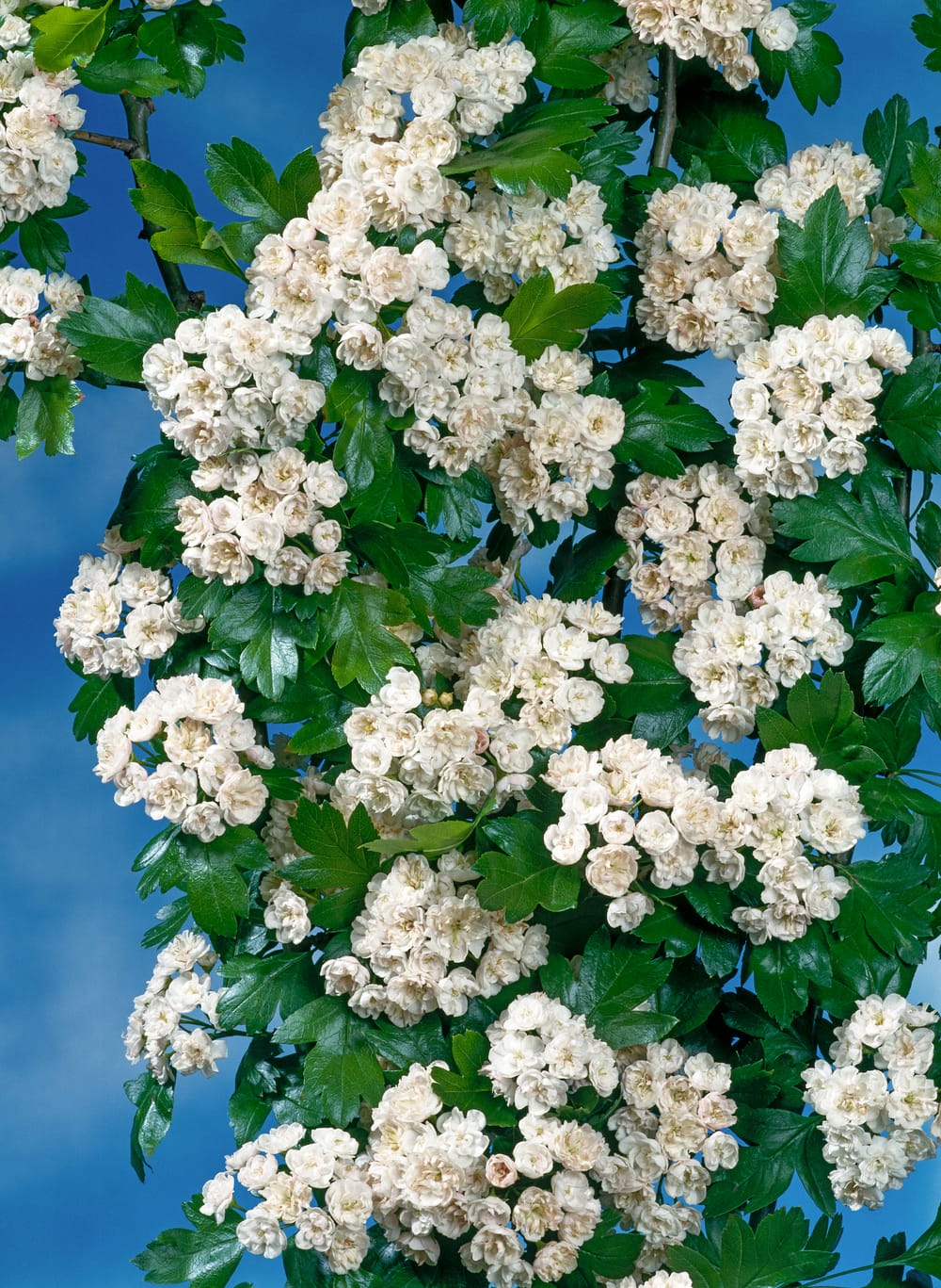Crataegus mordenensis 'Toba' - Aubépine 'Toba'