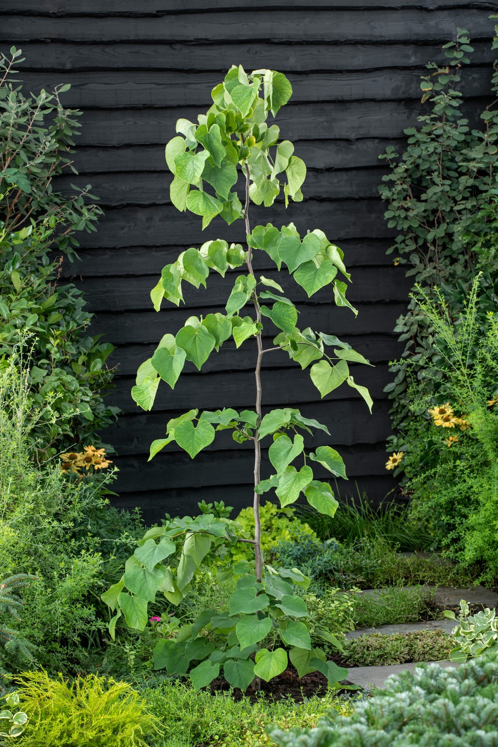 Cercis canadensis 'Vanilla Twist' - Gainier du Canada