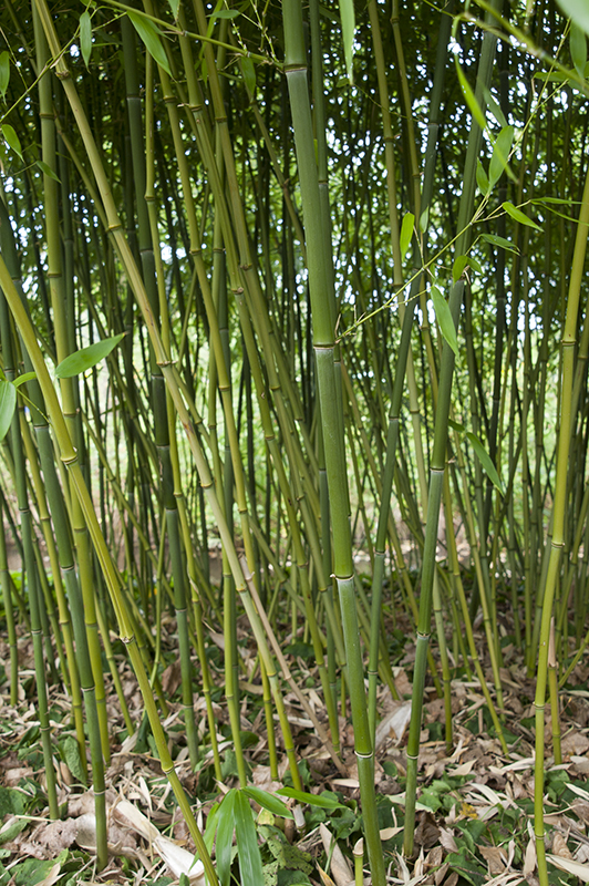 Bambou Bissetii Jardiland