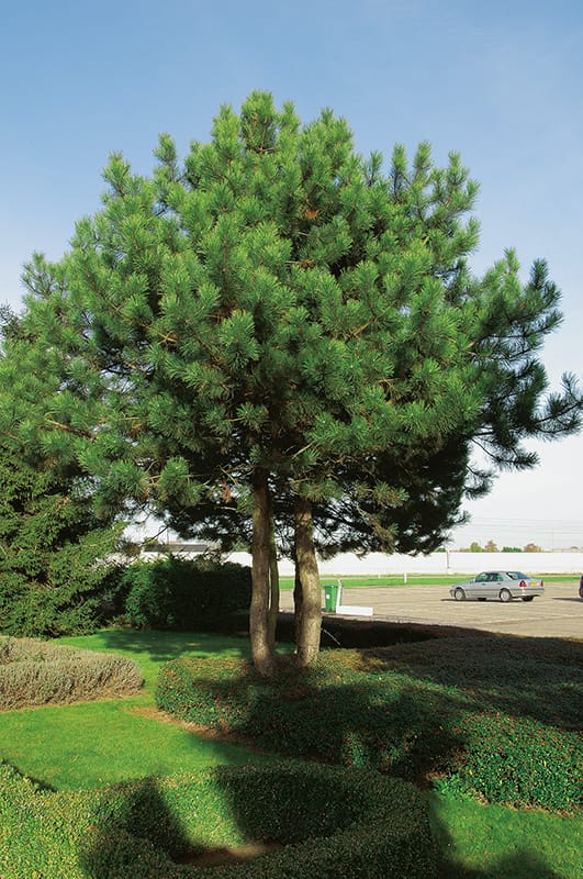 Pin Sylvestre 20 Cm - Référence SN09791 - Échelle 1:35 - Neuf - Fabriqué En France