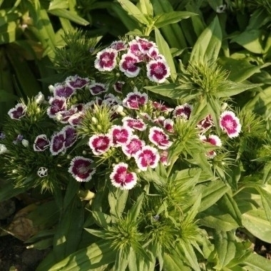 ŒILLET DE POETE Dianthus barbatus HORTI SOLOGNE