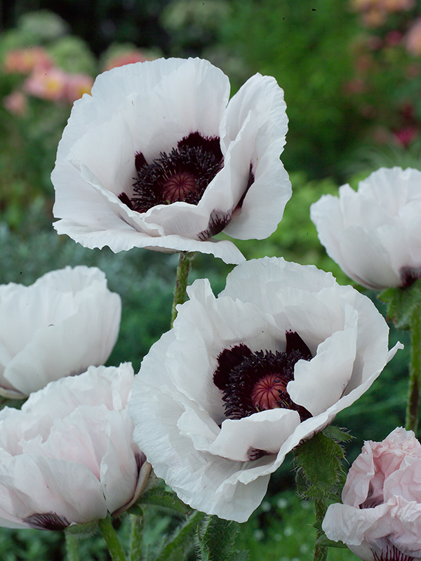 PAVOT DES JARDINS BLANC AB