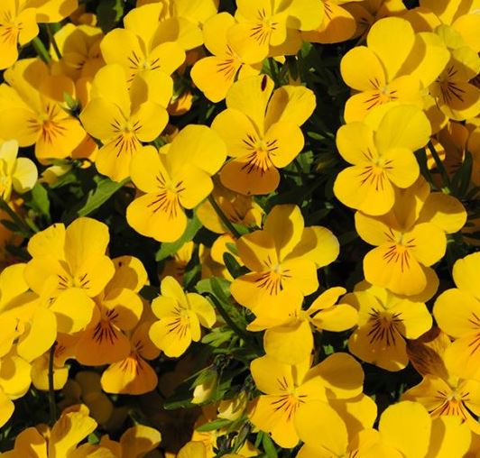 Viola Cornuta Pensée petite fleur - Godet 8 cm