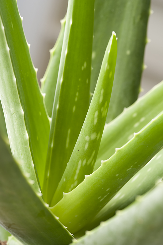 Aloe vera Bio - Kajuard Plantes