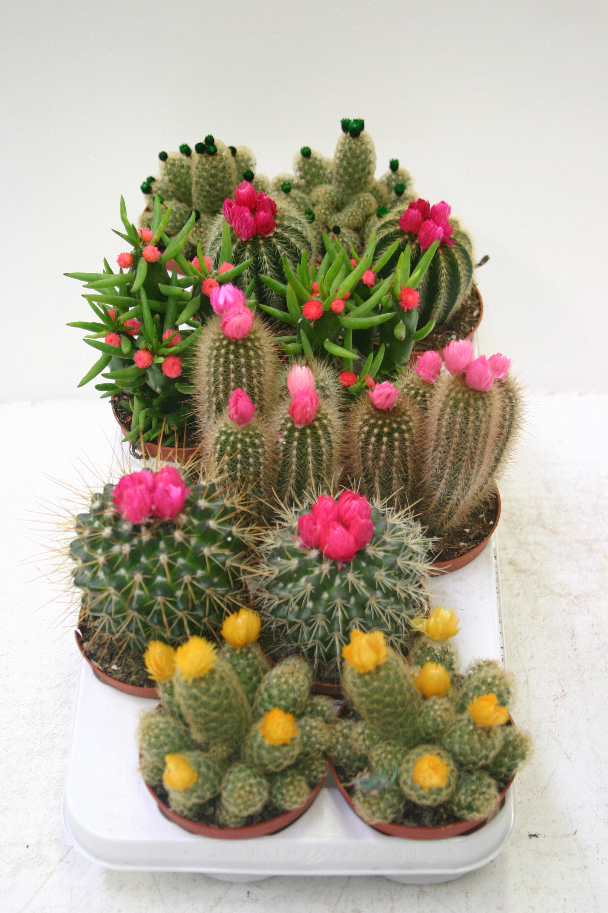Cactus : variétés, plantation, entretien et association - Jardiland