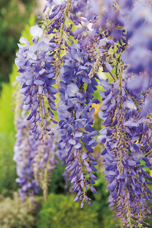 Glycine blanche du Japon - Vente en ligne de plants de Glycine