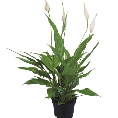 Spathiphyllum, Fleur de lune - Vente en ligne au meilleur prix