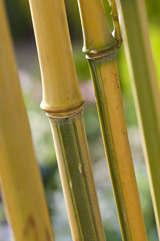 Bambou - Jardiland
