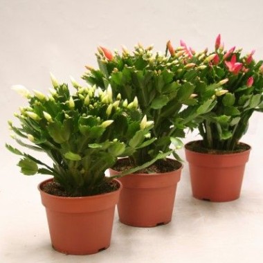 Plante d'intérieur Cactus assortis – Jardinerie Fortier