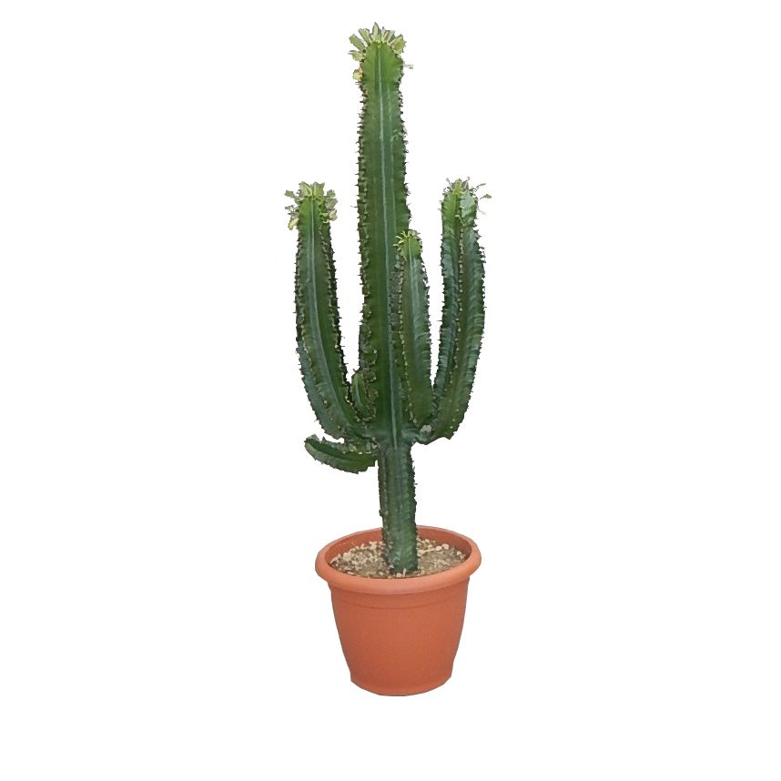 Cactus en extérieur - PagesJaunes