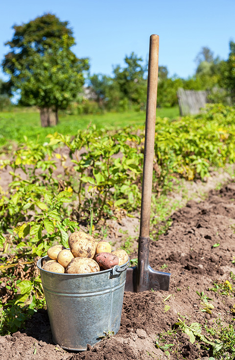 Arrosoir Parisien coloris vert métal avec pomme d'arrosage 11L