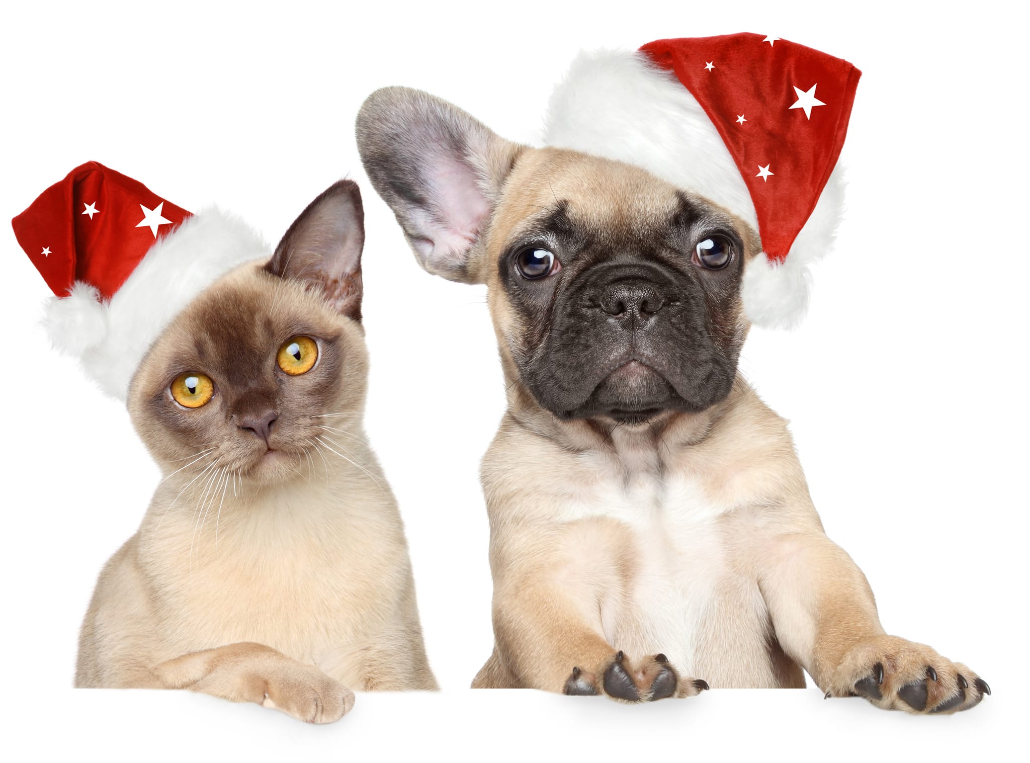 Bonnet De Noël Pour Chien/Chat Avec Pompon - Tissu Doux, Sangle Réglable - Déguisement Fêtes (Vert)