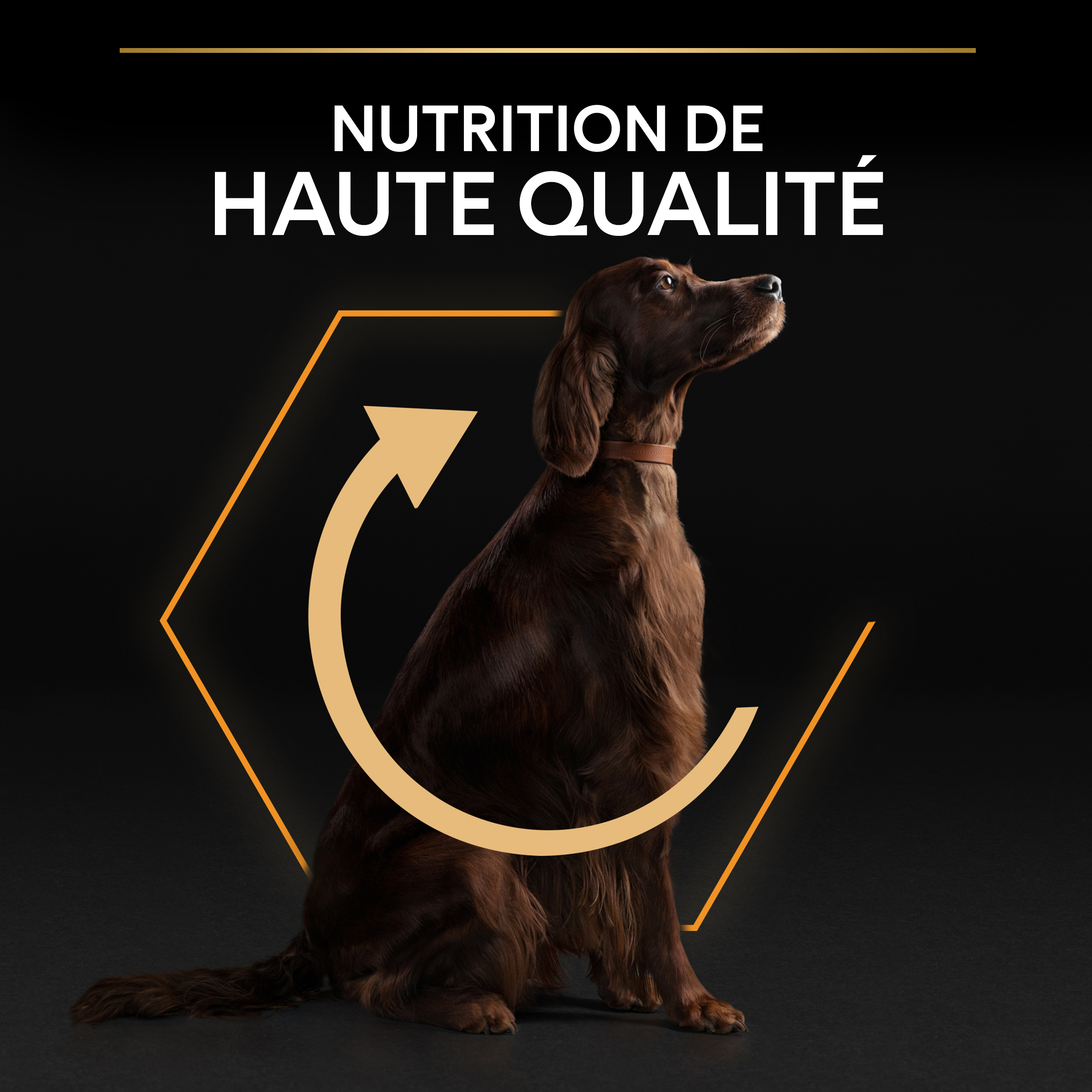 Pro Plan - Croquettes Medium Puppy Riche en Poulet 12 kg - Gamm vert