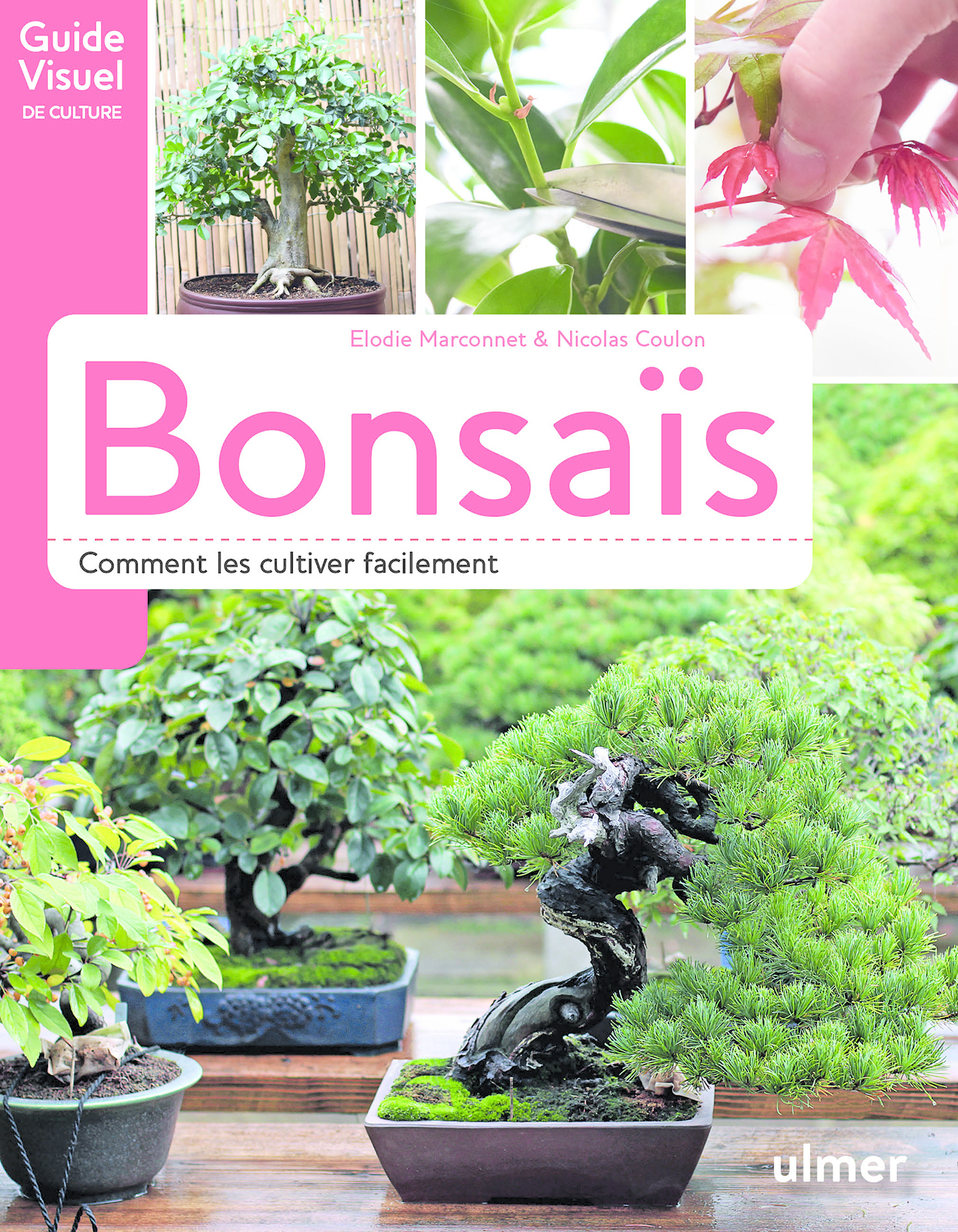 🇯🇵 Arrivage de superbes bonsaï dans - Jardiland Langres