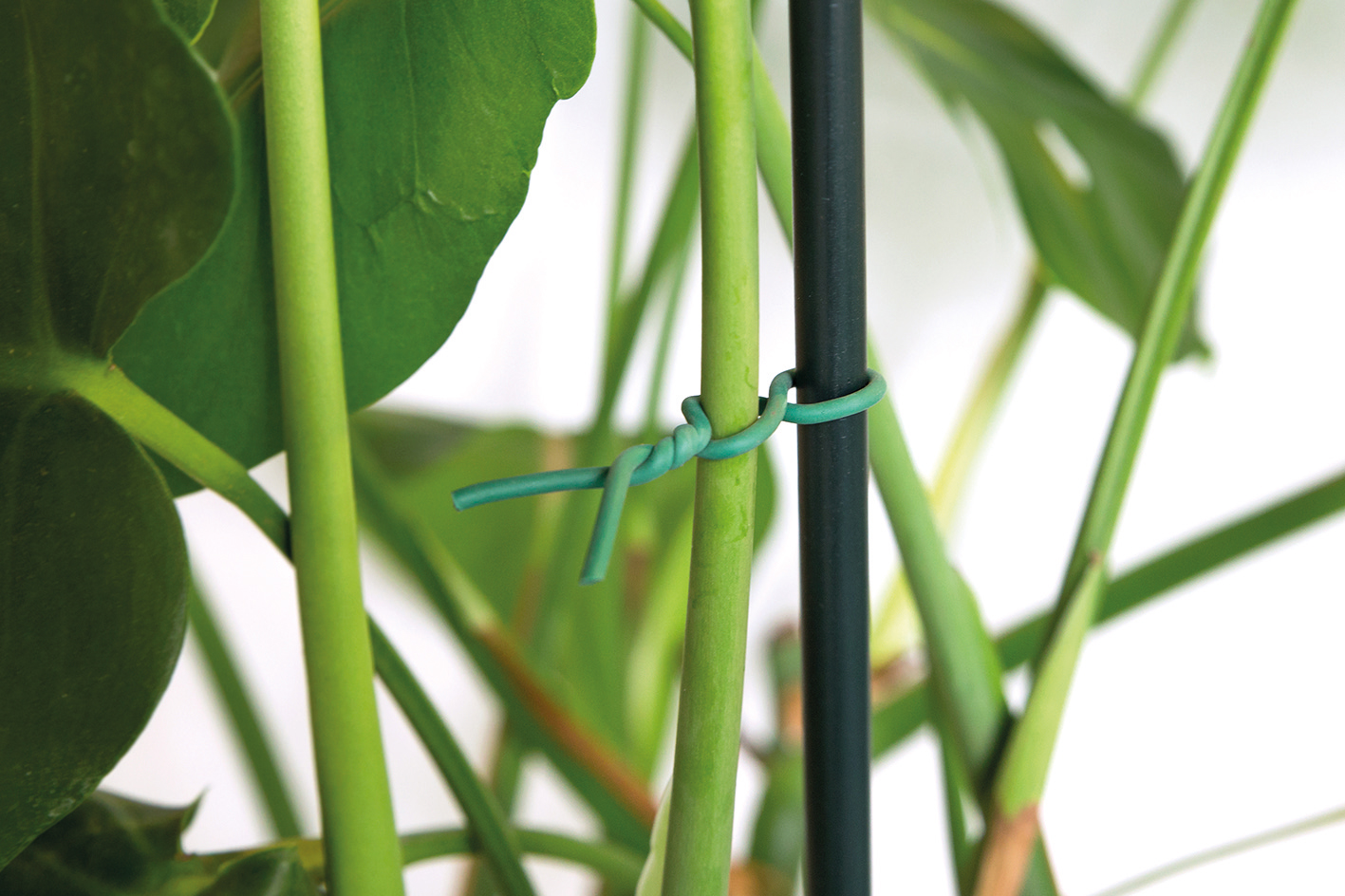 Bobine de fil de jardinage - 100 mètres PVC Vert - Maison Futée