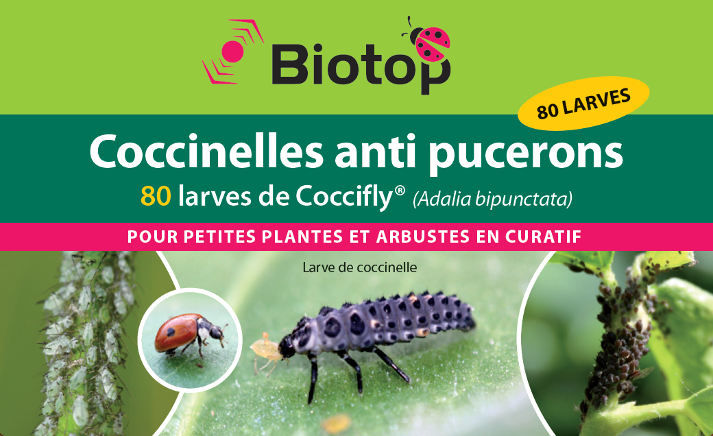 Biotop Pr pay coccinelles larves Coccifly anti pucerons x80