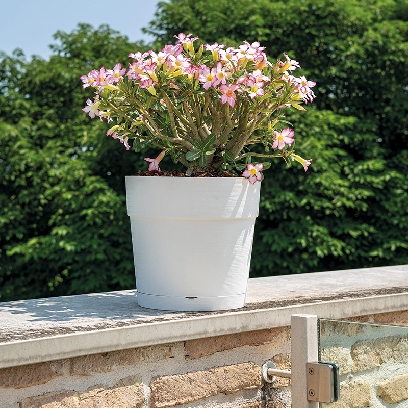 FOCUS : ROSE DU DÉSERT (Adenium - Jardiland Guadeloupe