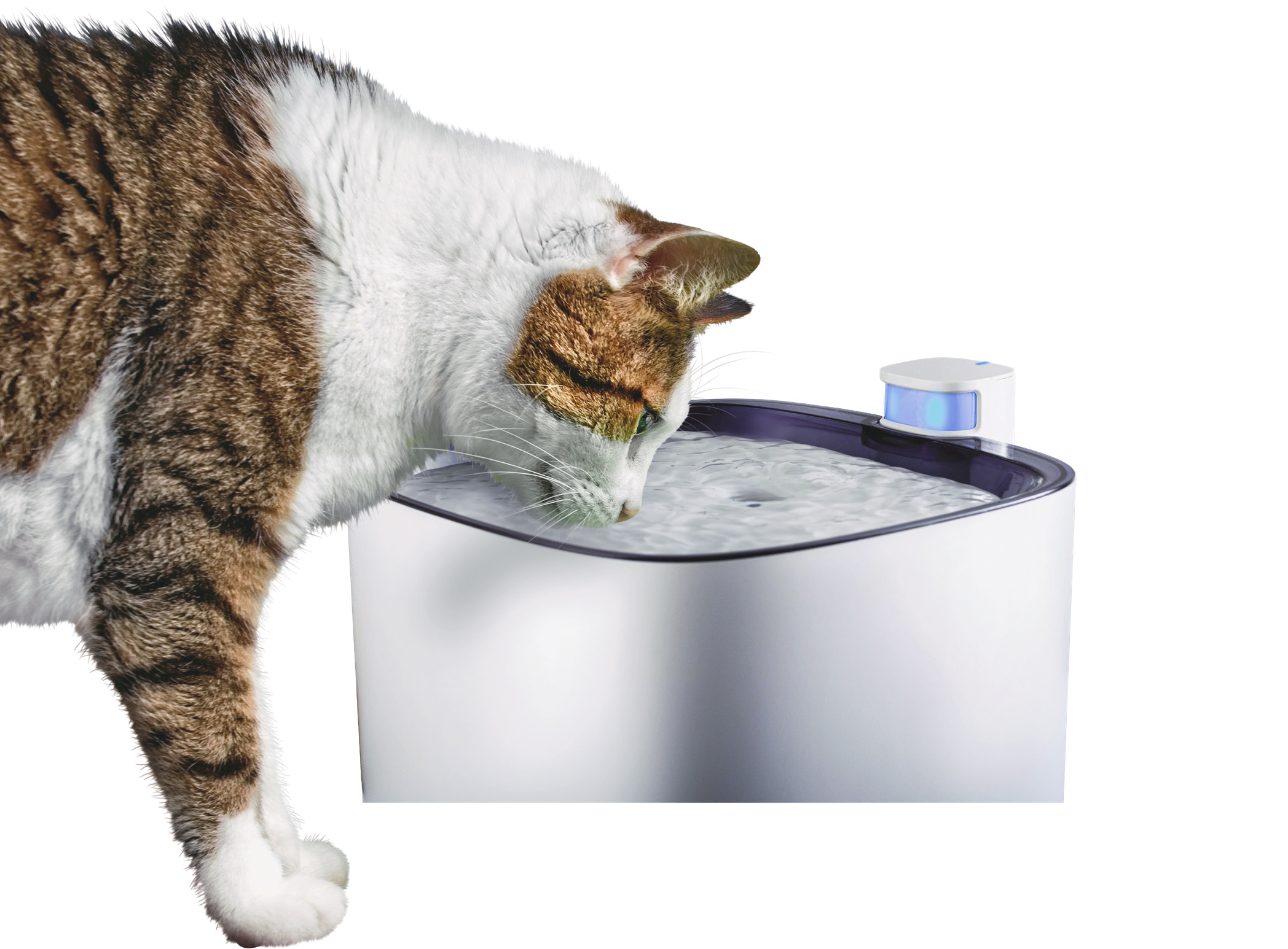 Zolux - Fontaine à eau électrique pour chat et chien - 2 litres - Jardiland