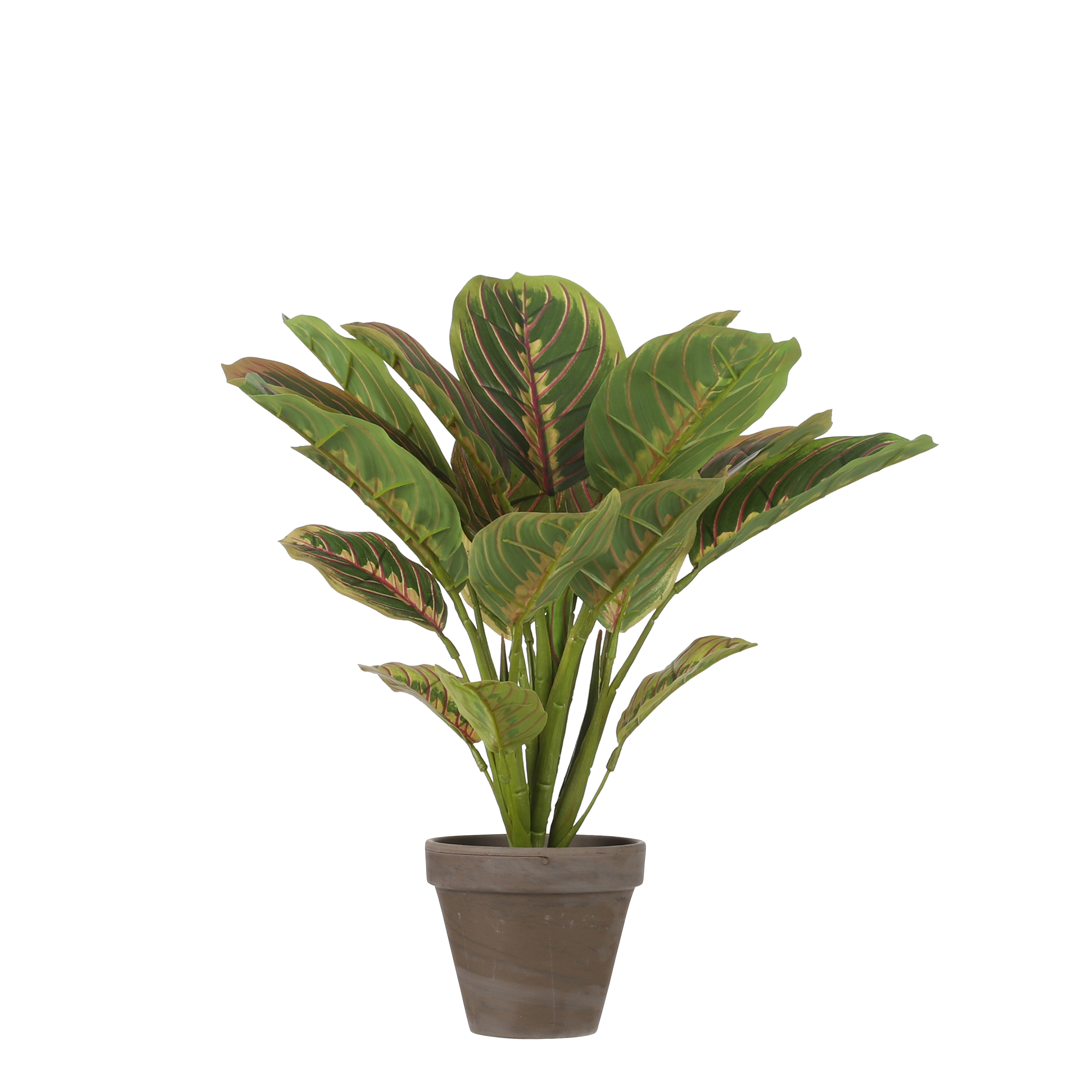 Calathea : rempotage, arrosage et entretien - Jardiland