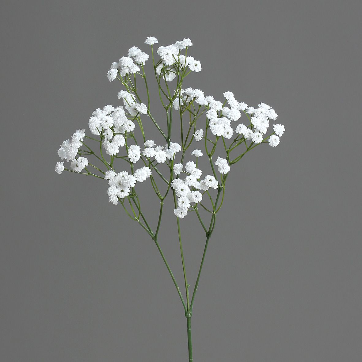 gypsophile, 67 cm - Jardiland