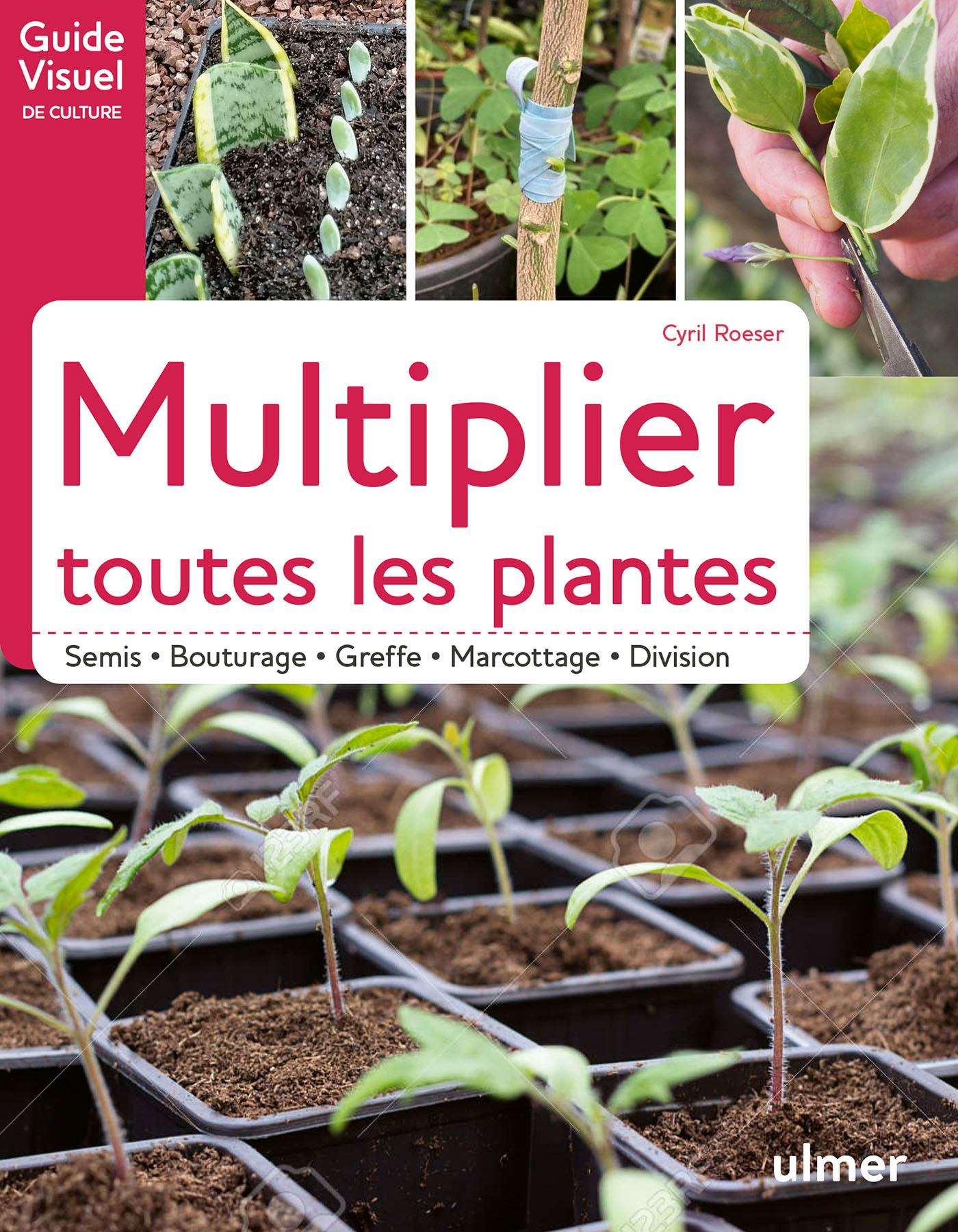 Tout savoir sur le bouturage - Jardiland