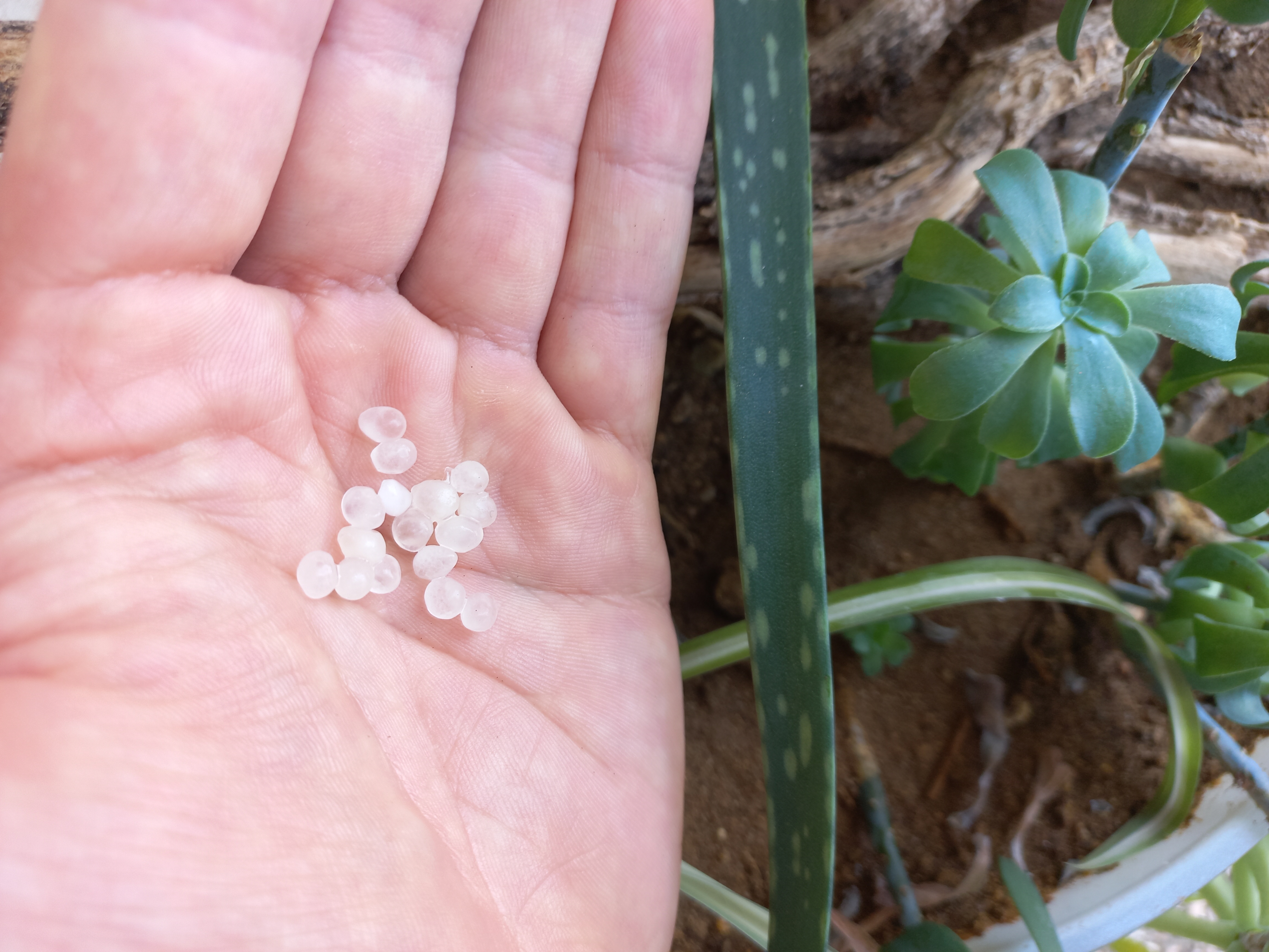 Nematode sf anti mouche terreaux, taupins… - 5m pour 10m2 Biotop