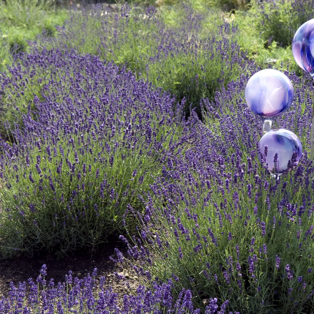 Lavande vraie ou Lavande officinale à fleurs bleues - Le pot déco de 2,5  litres : Plantes vivaces AUTRES PRODUCTEURS jardin - botanic®