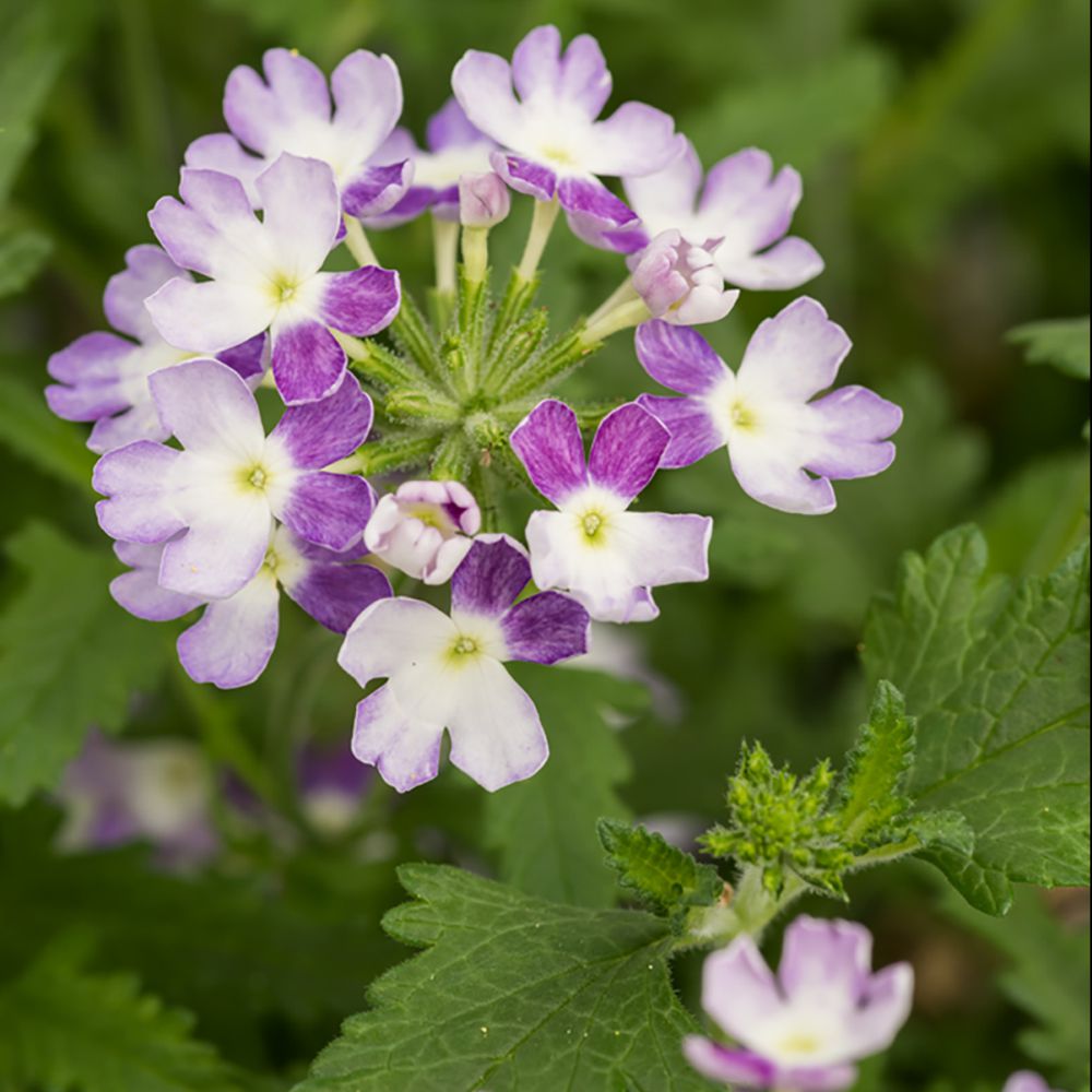 Verveine Lanai Bleu Twister