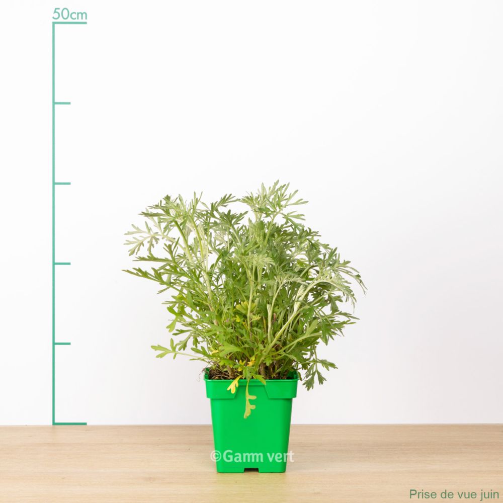 Plantes en pot : spécial sécheresse - Gamm vert