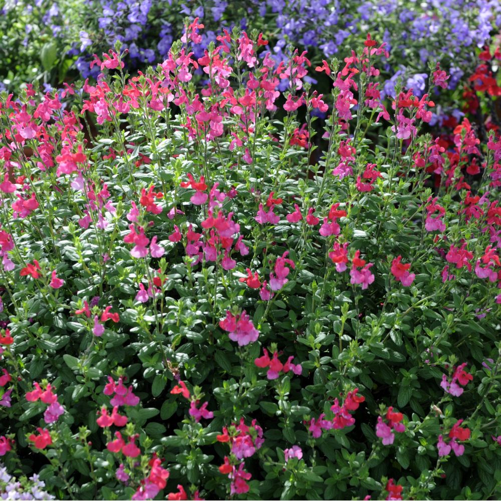 Plants de SAUGE SALVIA GRAHAMII vivace coloris éclatants