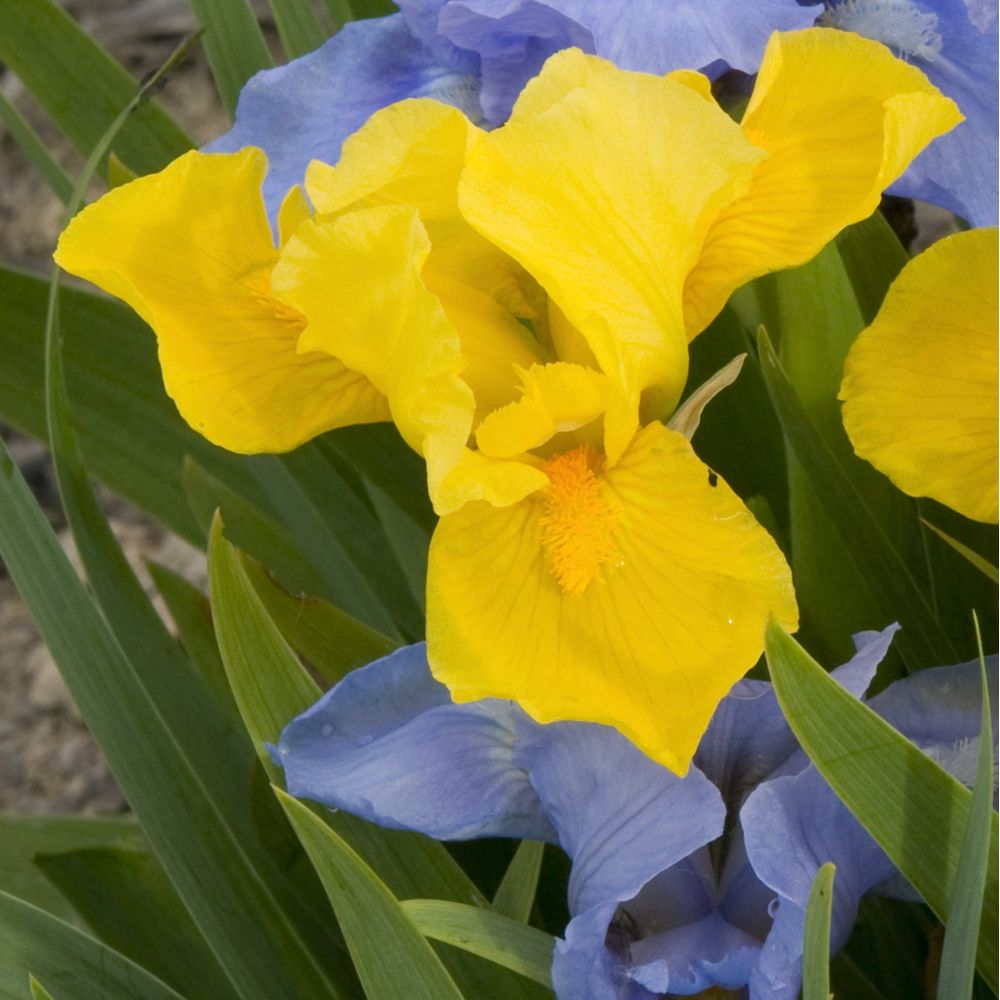 Iris nain blanc - GODET 9CM - Gamm vert