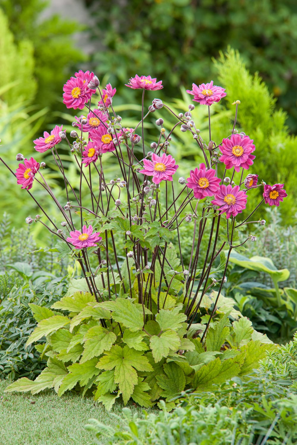 Anemone du japon semi double rose fonce lot de 3