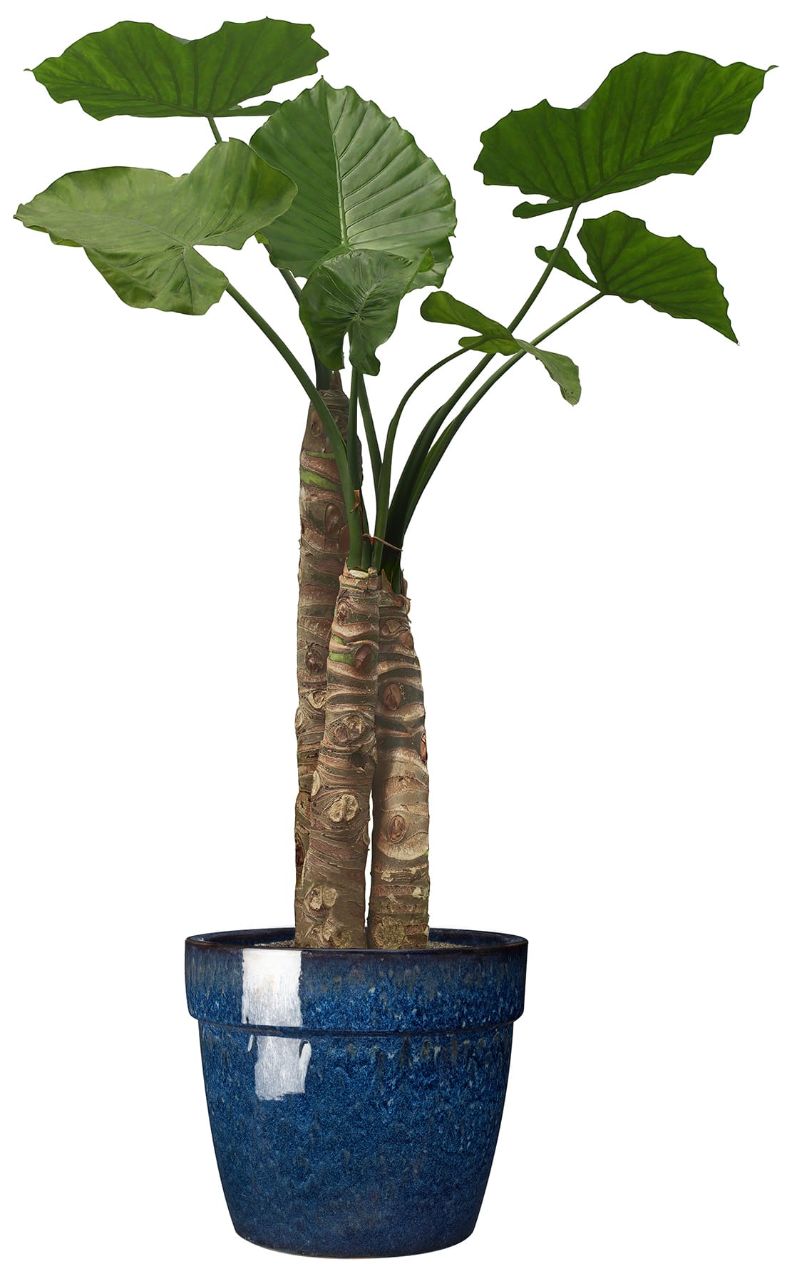 Pot émaillé Evazion 32cm - plusieurs coloris - ECLOZ