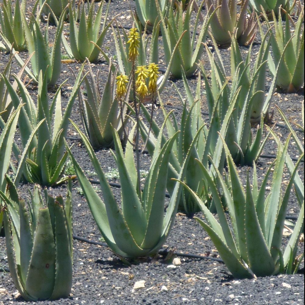Aloe vera - Plantes d'intérieurs - Achetez cette plante en ligne