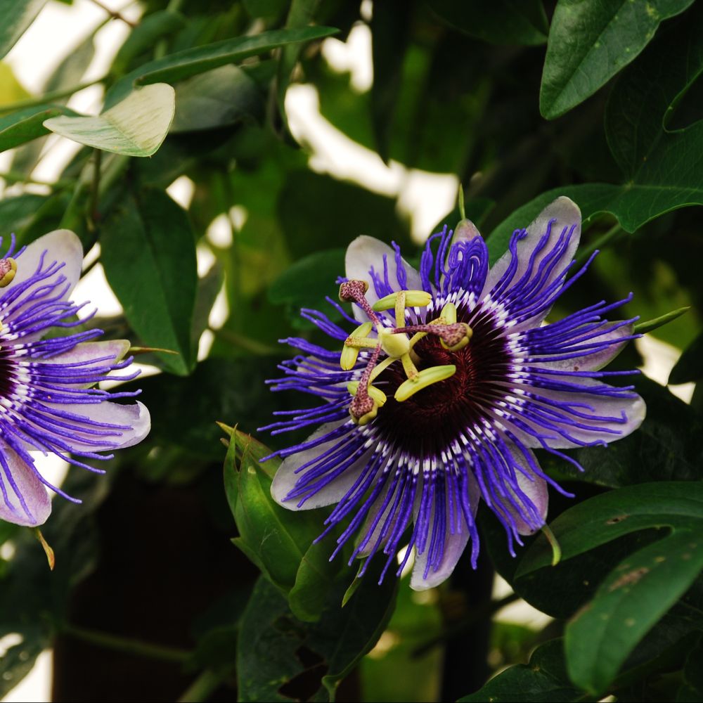 Passiflore, Fleur de la passion 'Purple Haze