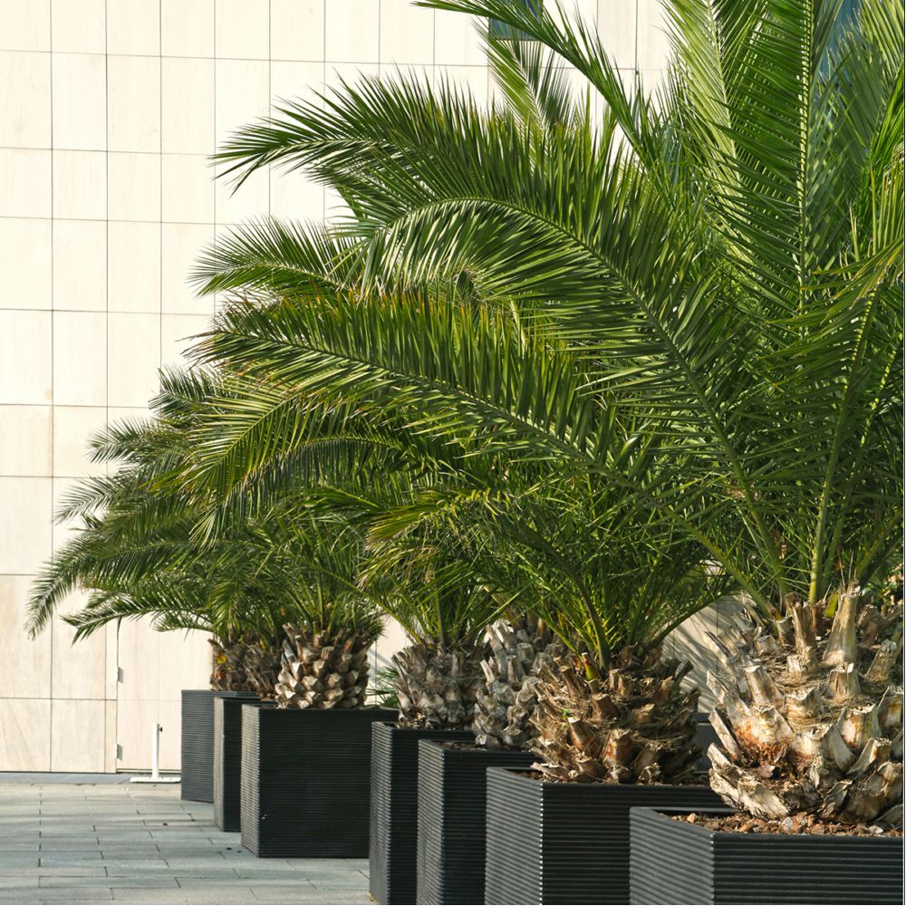 Comment réussir la culture du palmier en pot ? - Jardiland
