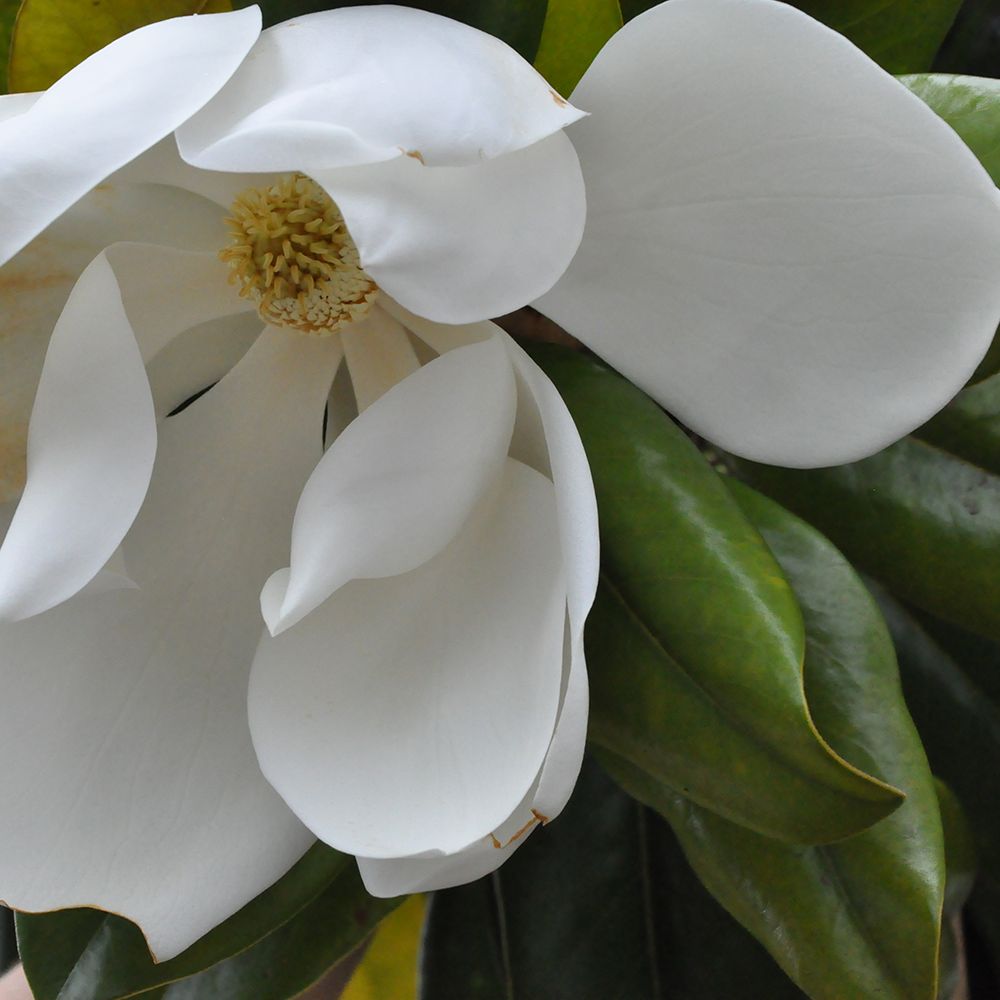 Magnolia grandiflora Galissonière - C30L - Jardiland